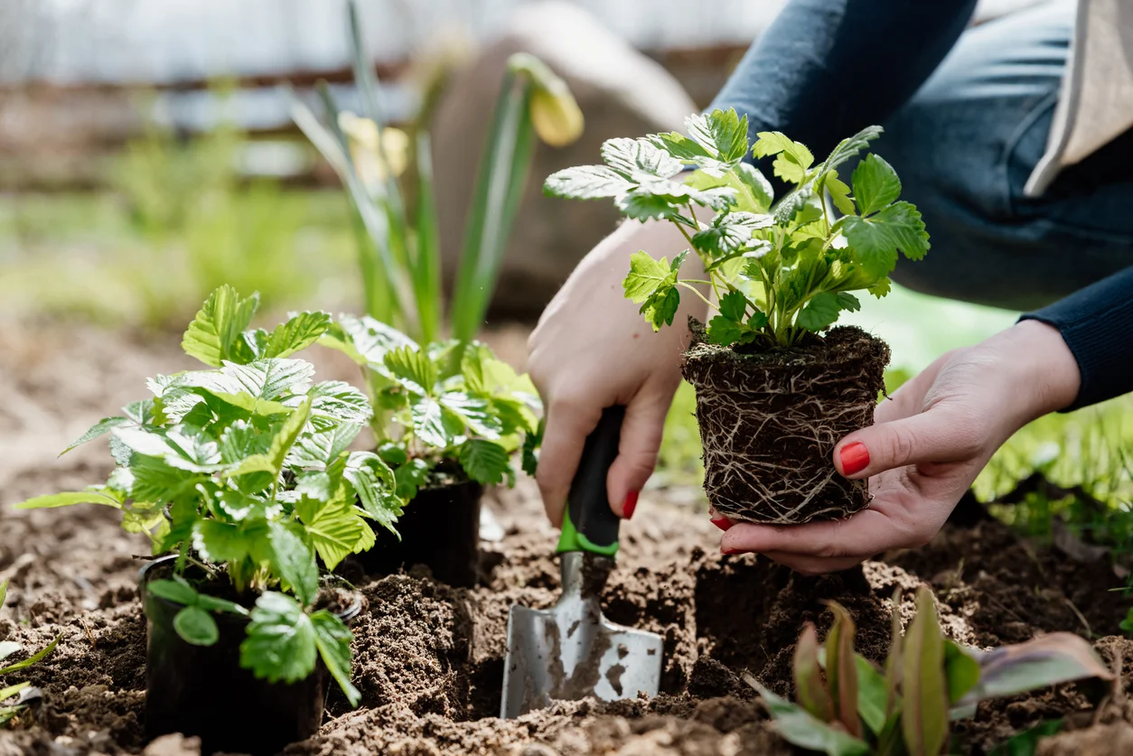 Planting
