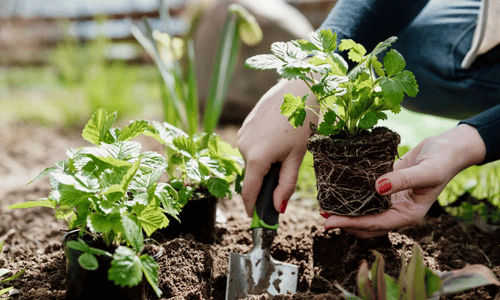 Planting